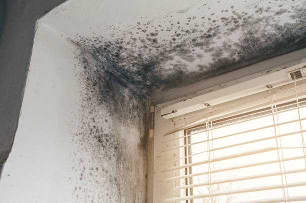 Affordable Attic Mold Remediation solutions in Lewistown, IL